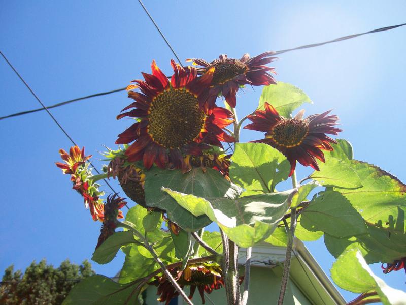 Jen-Sunflowers.jpg