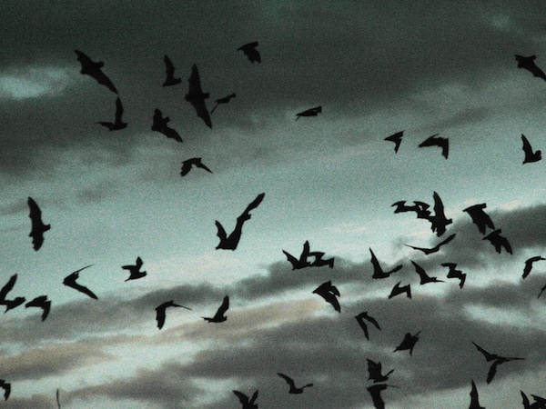 Bats.jpg