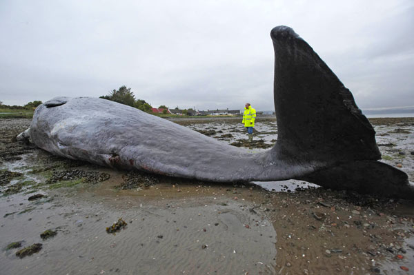 whale1.jpg