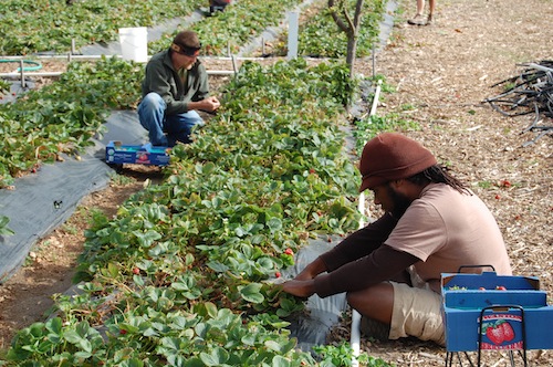 hgp_strawberryharvesters.jpg