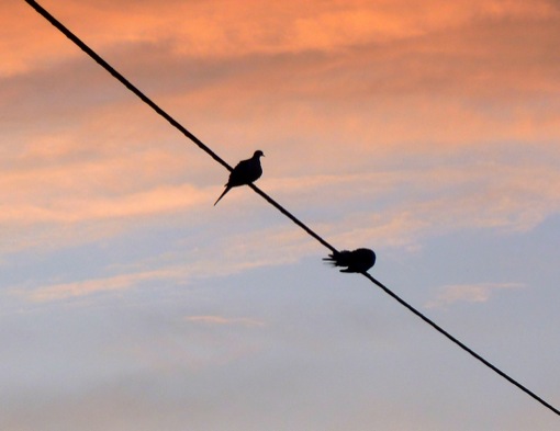 scaled.birdsonawire.jpeg