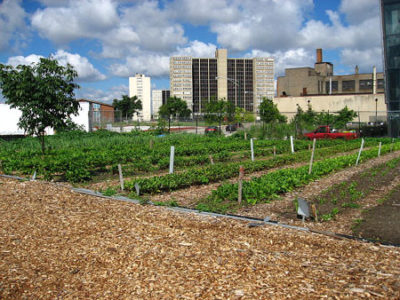 800px-north_view_of_a_chicago_urban_garden.jpg