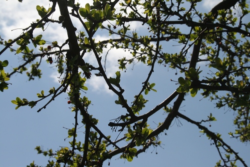 tree.jpg
