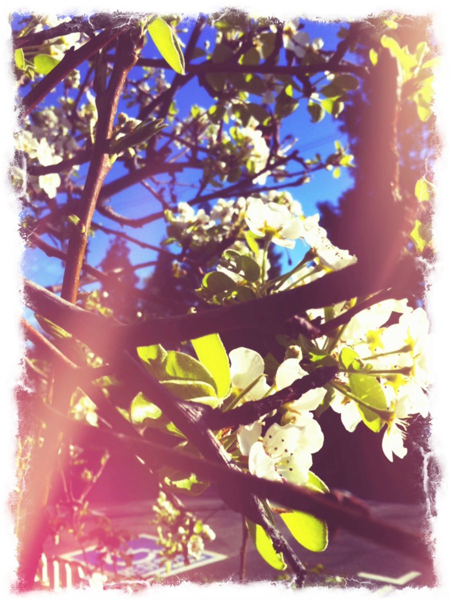 apple and pear trees are "blooming most recklessly"
