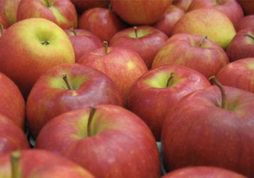 apples-for-store.jpg
