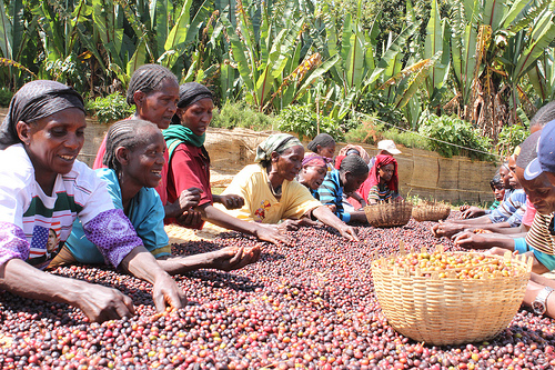 Ethiopian coffee co-op workers. Photo by counterculturecoffee on Flickr.