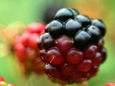 blackberry.jpg