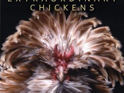 extraordinary_chickens.jpg