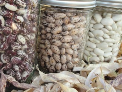 bean_seed_jars_2011.jpg