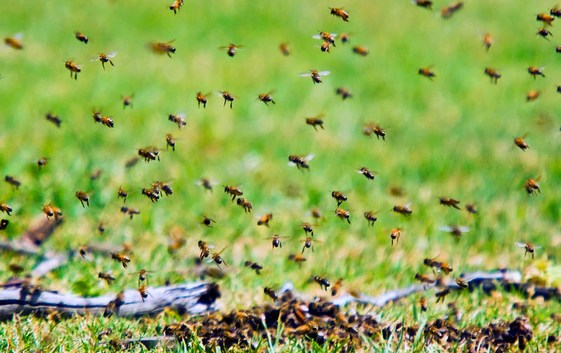 bee_swarm.jpg