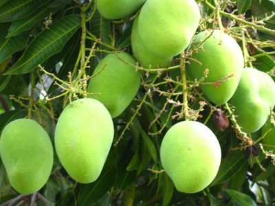 640px-mango_tree_227084493.jpg