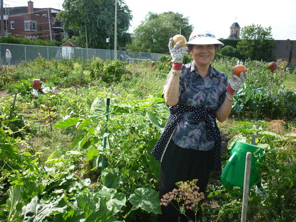 Tomatoes at Villeray community gardens