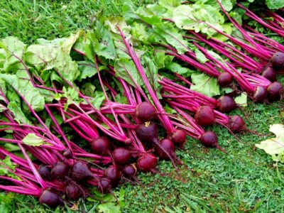 beets 2013.jpg