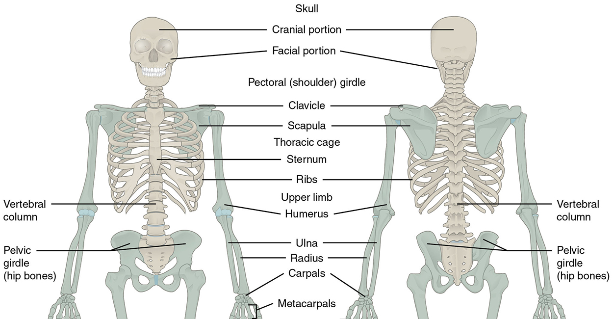 skeleton