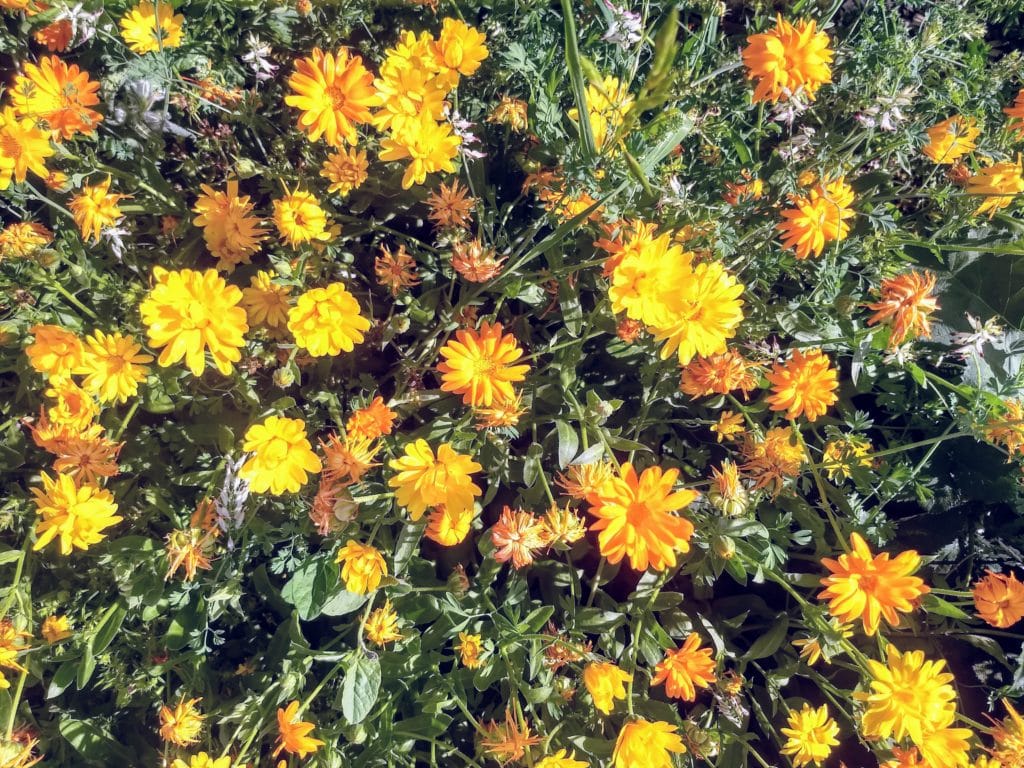 My #LocalYear progress so far