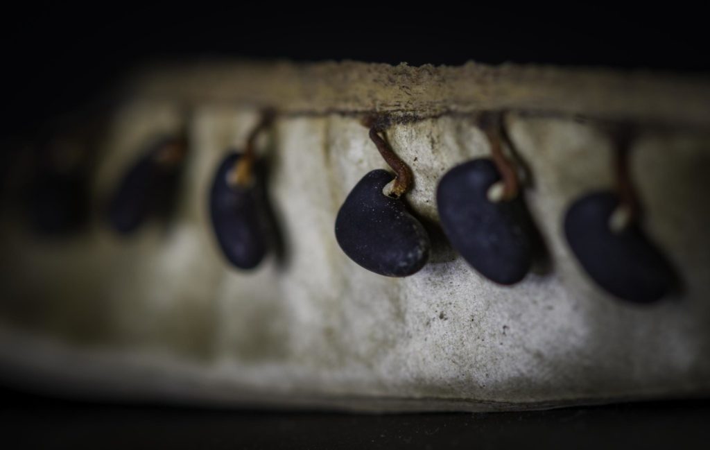 seed libraries; seed sharing