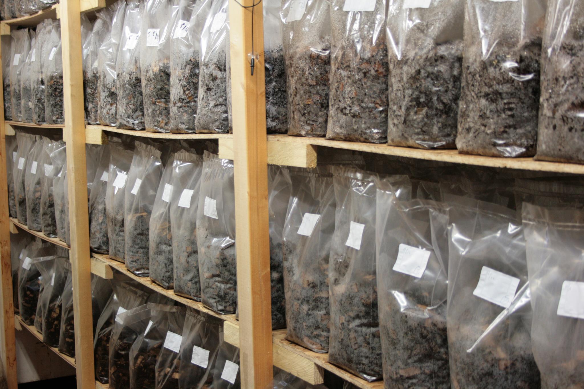 The grow room filled up with bags of coffee waste being consumed by Mushroom Mycelium Credit/ GroCycle