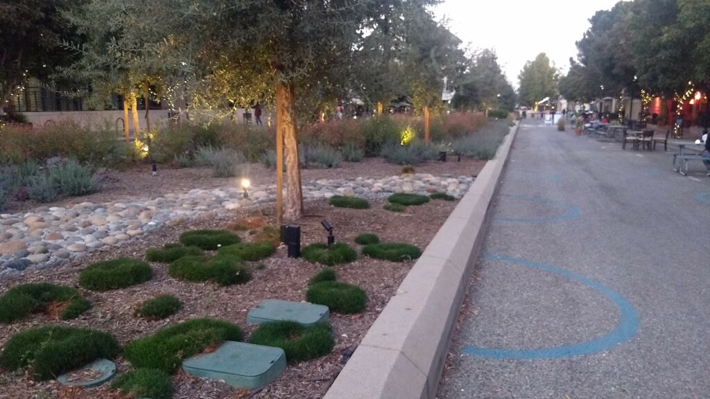 A picture of landscaping in downtown Mountain View as part of the research I'm doing for our neighborhood's landscaping makeover. Photo: Neal Gorenflo