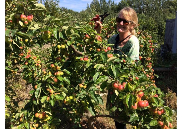 Co-chair catherine pruning picks fruit from the communiy garden wearing sunglasses