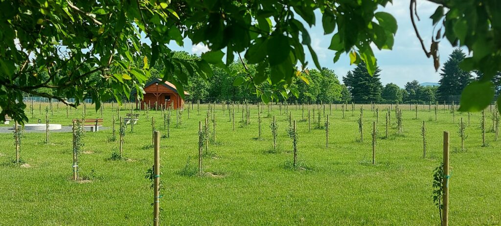 community orchard in coratia with green fields and sprouting trees