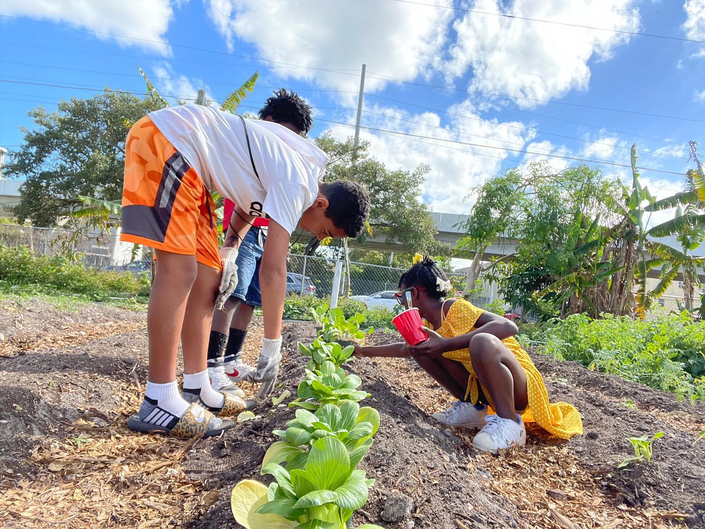 Green Haven youth volunteers are hard at work planting new crops.