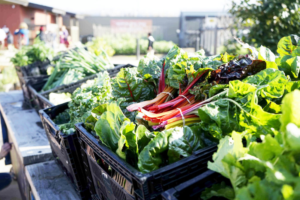 Urban Adamah Free Farm Stand