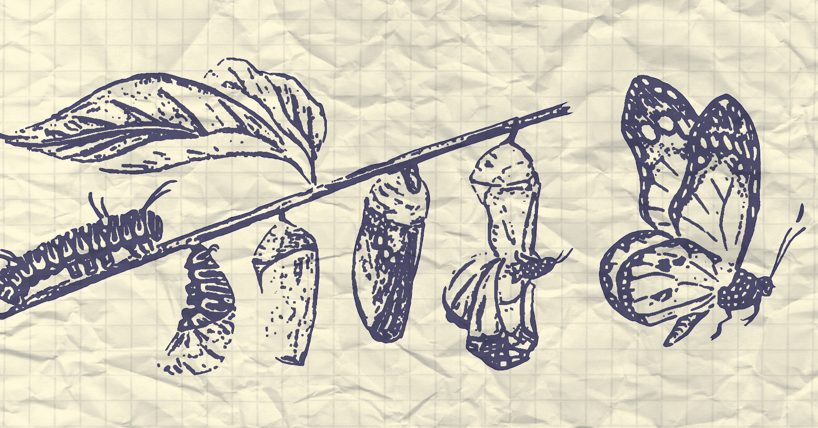 drawing of a butterfly's metamorphosis